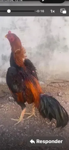 Galo índio