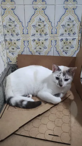 Gatinha dócil para adoção
