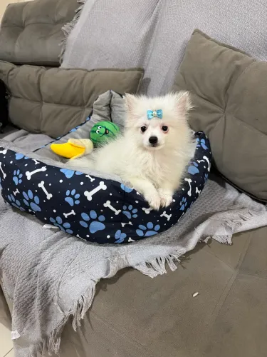 Lulu Pomerania machinho anão