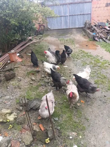 Galinha brama