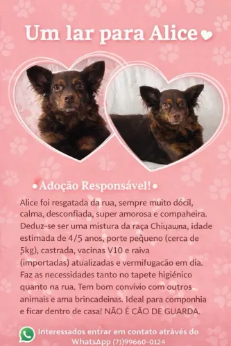 Cadelinha pequeno porte para Doação Responsável