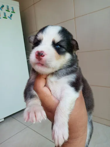 Filhote Husky Siberiano