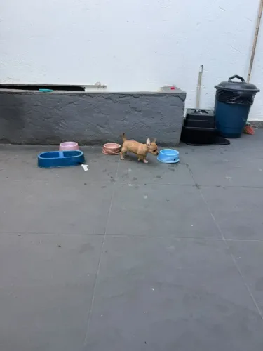 Pinscher fêmea n1