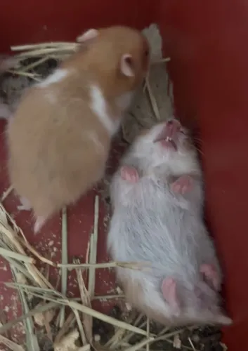 Hamster