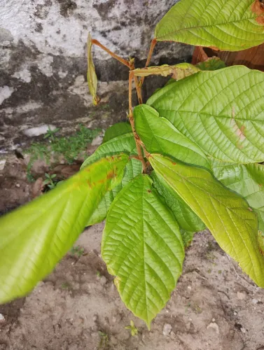 Venda de 2 mudas de cupuaçu, 40,00 cada