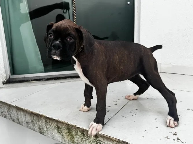 Filhote de boxer fêmea 