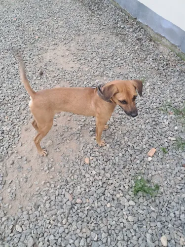 Doação cachorro macho castrado 