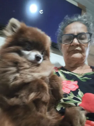 Lulu da Pomerânia macho para cruza