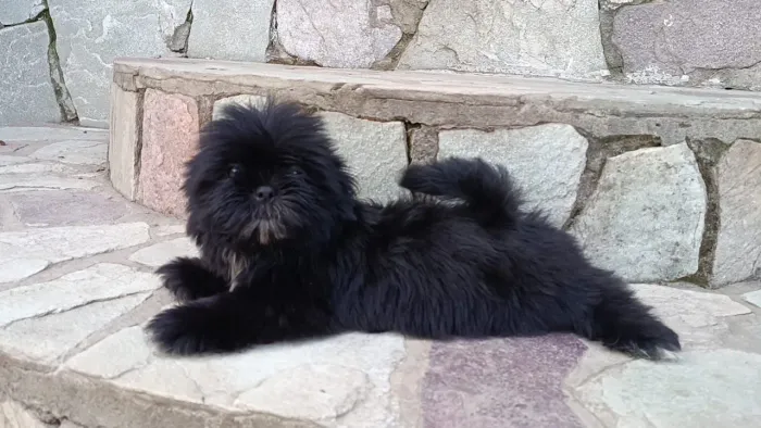Promoção Lindos machos de Shih tzu 