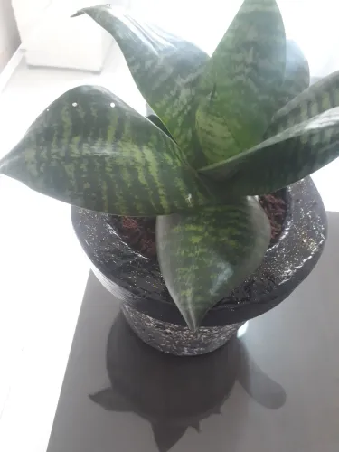 Vendo lindo vaso c espadinha de sao jorge