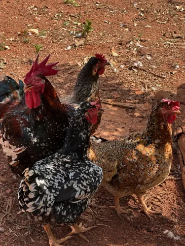 Ovos GSB - Galinha Balão