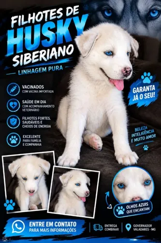 Hasy siberiano