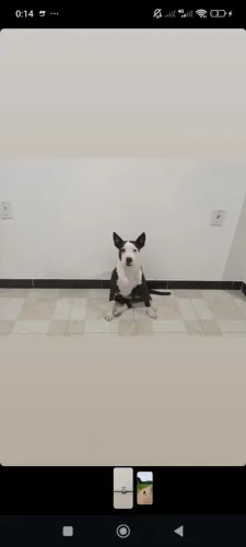 Pitbull