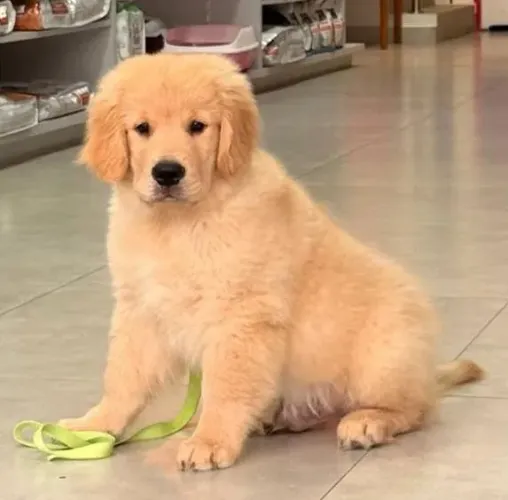 Filhotes lindos Golden Retriever disponível 