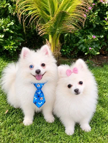 Filhotes de Lulu da Pomerânia anão com pedgrre e garantia do canil p entregar ac cartão