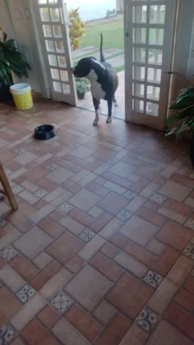 Cachorro pitbull Doação