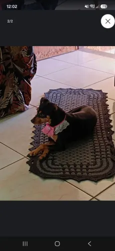 Estou doando essa cachorrinha fêmea