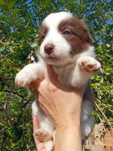 BORDER COLLIE fêmea chocolate - particular