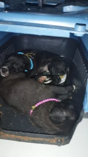 Filhotinhos de cachorro Pitbull ? raciado
