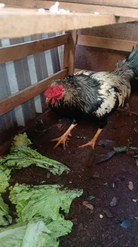 Vende se