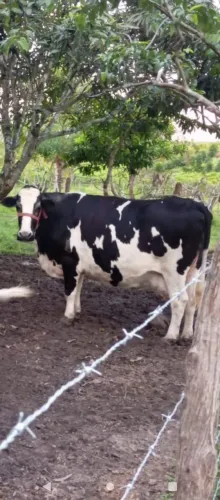 Agropecuária 
