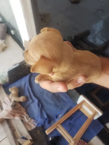 Vendo cachorro pinche tenho filhote cada um no valor de 500.00