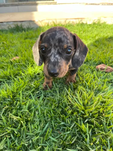 LINGUICINHA DACHSHUND MINI