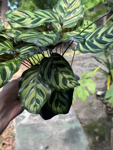 Vendo planta Maranta Pavão