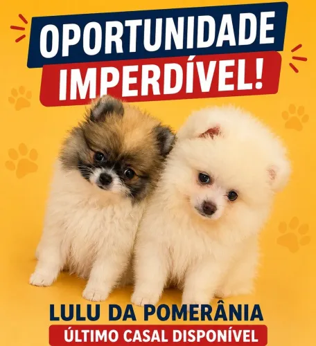 Casal: Lulu da Pomerania 