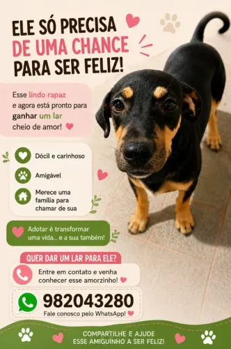 Doação de filhote de cachorro