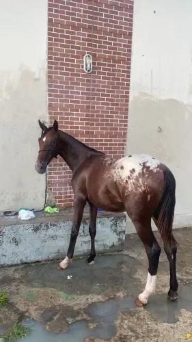 Potro