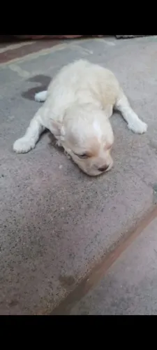 Venda de poodle ..