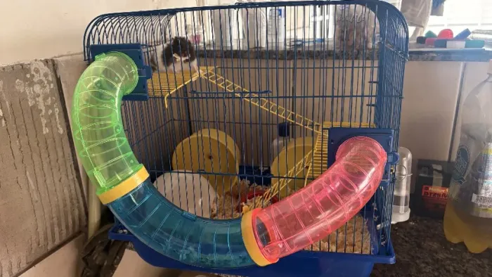 Hamster