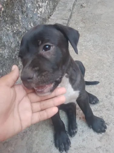 Vendo vendo Pitbull filhote macho por 580