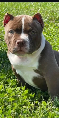 American Bully - Um Novo Começo Cheio De Amor 