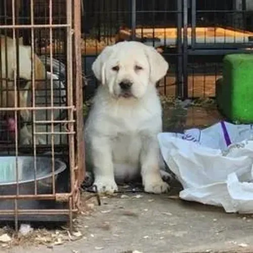Labrador Retriever Filhote Pronto Para Novo Lar
