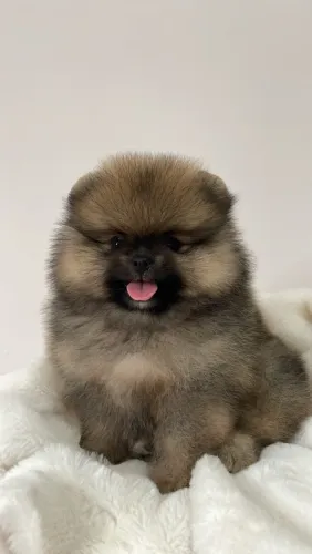 Filhote de Lulu ( spitz alemão)