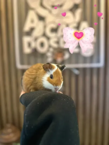 Porquinho da Índia