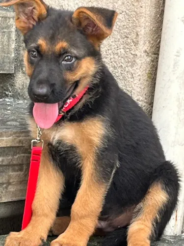 Cachorro filhote de pastor alemão