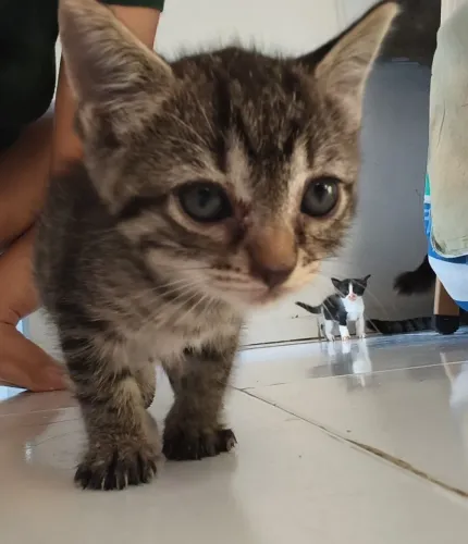Gatinhos para adoção responsável