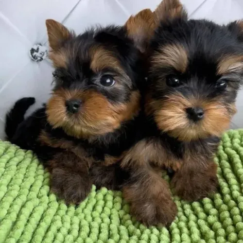 filhote de yorkdshire terrier mine da raça