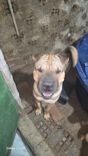 Cachorro chape