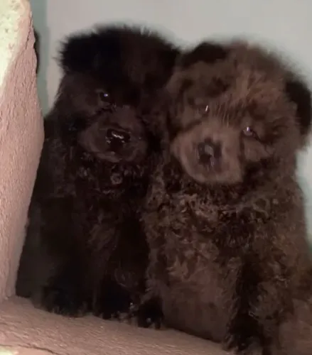 Filhotes de Chowchow