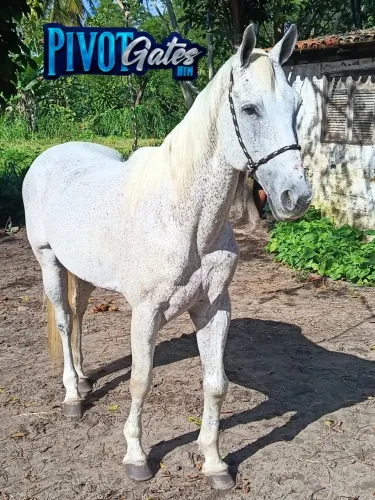 Vendo Cavalo QM