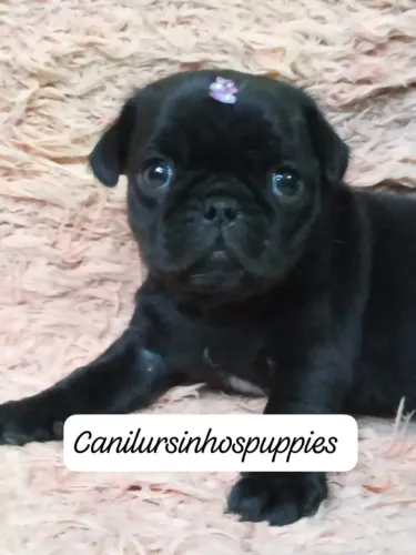 pug lindos bebes pronta entrega garanta hoje seu