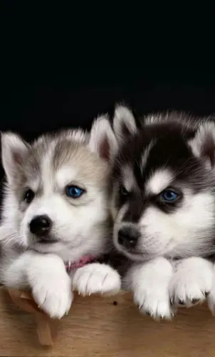 Husky Siberiano disponiveis com colorações diferentes 