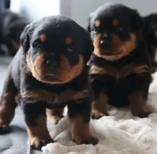 Filhotes de Rottweiler | Filhotes com afeto puro.