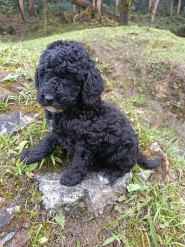 Poodle grande gigante de ambos os sexos