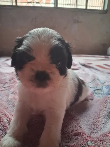 Vende se filhote lhasa apso macho