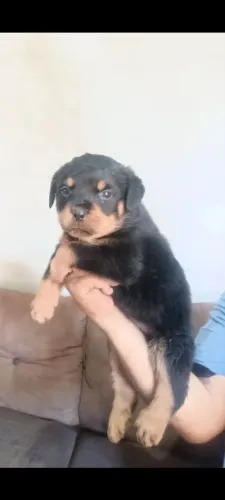 Rottweiler excelente padrão e genética